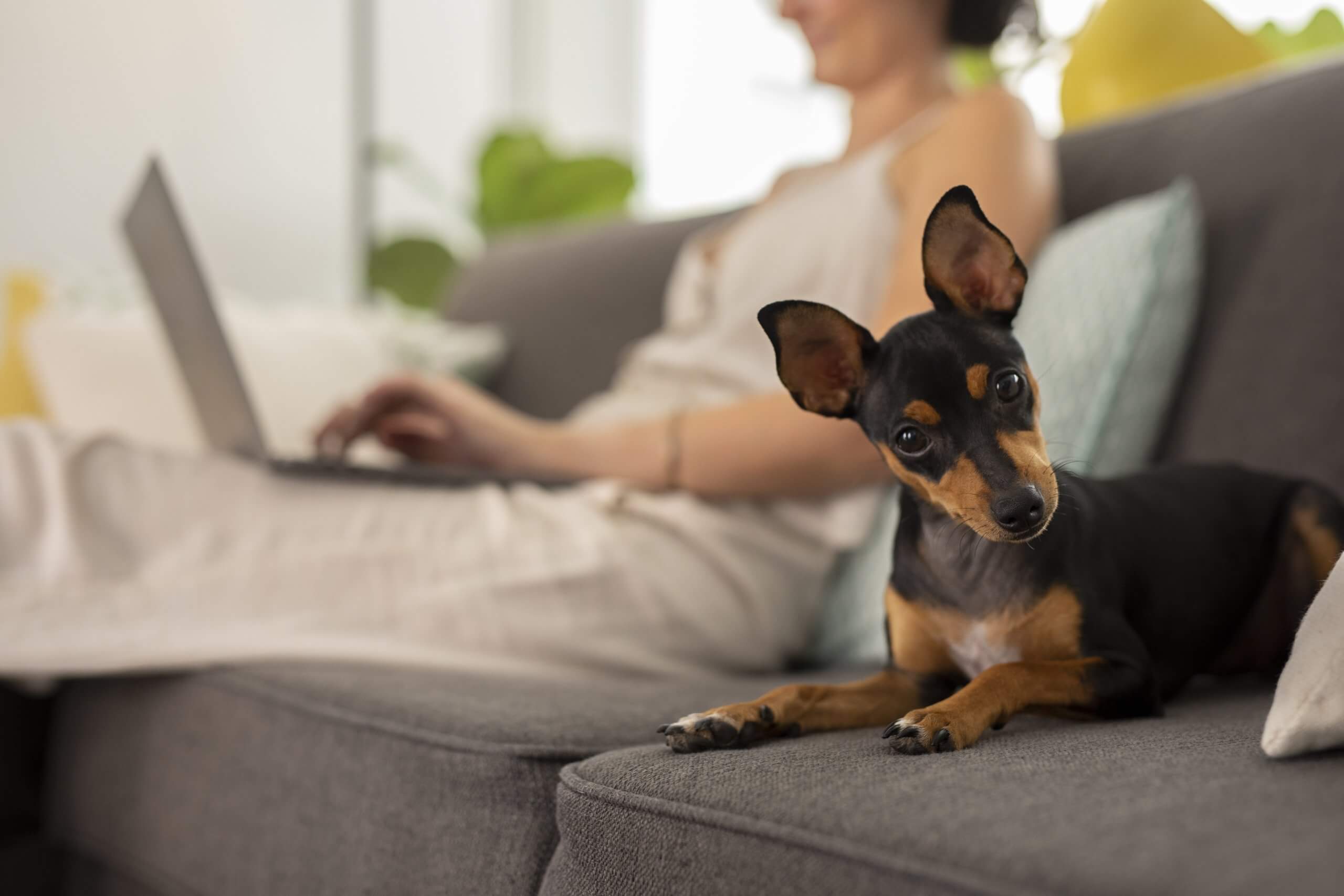 Cachorro Em Apartamento: Confira Dicas Essenciais